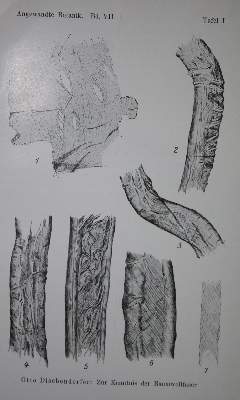 Bild Nr.2: 138-1665 Snell,K. (Hrsg.).: (Botanik)