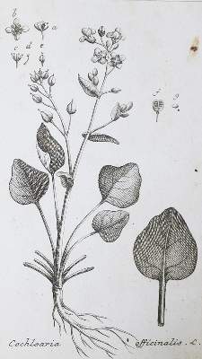 Bild Nr.1: 138-1674 (Zorn,J.).: (Botanik)