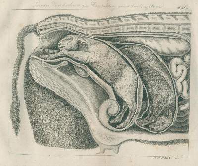 Bild Nr.2: 138-1748 Jörg,J.C.G.: (Medizin, Veterinärmedizin)