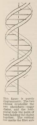 Bild Nr.1: 138-1759 Watson,J.D. u.a.: (Medizin)