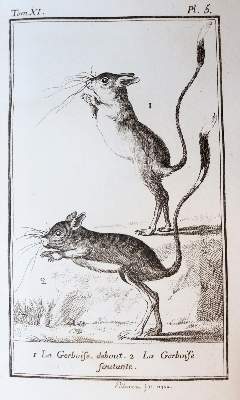 Bild Nr.4: 138-1765 Buffon,(G.L.L.)de.: (Zoologie)
