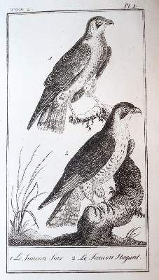 Bild Nr.7: 138-1765 Buffon,(G.L.L.)de.: (Zoologie)