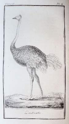 Bild Nr.8: 138-1765 Buffon,(G.L.L.)de.: (Zoologie)