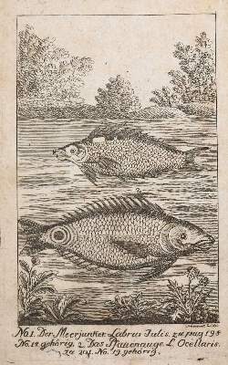 Bild Nr.1: 138-1772 (Scheuereck),F.A.: (Zoologie, Fische)