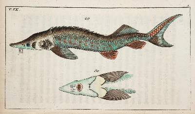 Bild Nr.1: 138-1774 (Wilhelm,G.T.).: (Zoologie, Fische)