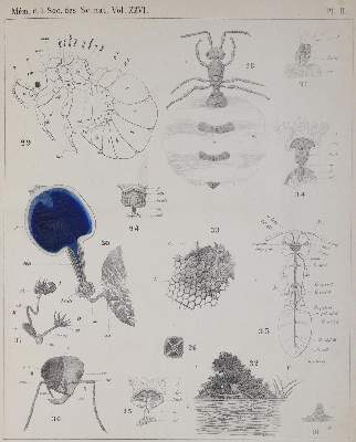 Bild Nr.2: 138-1777 Forel,A.: (Zoologie, Insekten)
