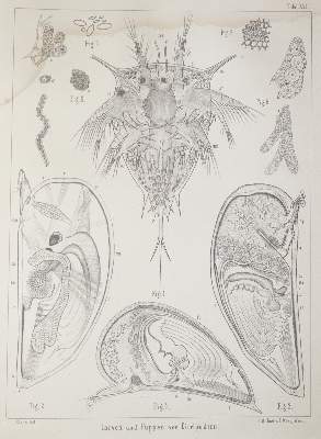 Bild Nr.1: 138-1781 Claus,C.: (Zoologie, Krebse)