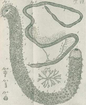 Bild Nr.2: 138-1782 Leske,N.G.: (Zoologie, Meerestiere)