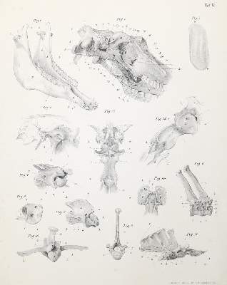 Bild Nr.1: 138-1787 Leisering,A.G.T.: (Zoologie, Pferde)