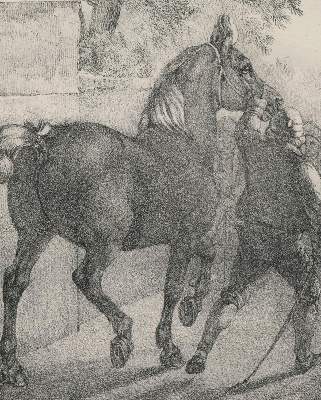 Bild Nr.4: 138-1790 Volmar, Joseph Simon: (Zoologie, Pferde)