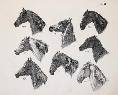 Bild Nr.1: 138-1791 Wagenfeld,(J.L.).: (Zoologie, Pferde)