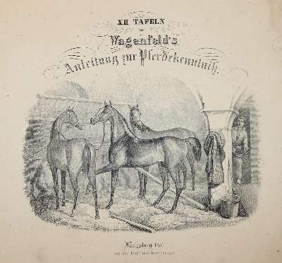 Bild Nr.2: 138-1791 Wagenfeld,(J.L.).: (Zoologie, Pferde)