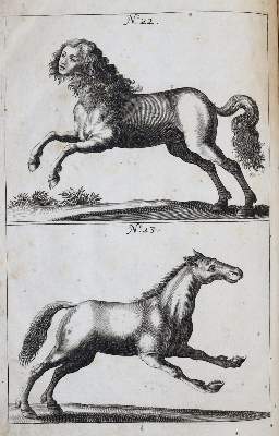 Bild Nr.5: 138-1792 Winter (von Adlersflügel),G.S.: (Zoologie, Pferde)