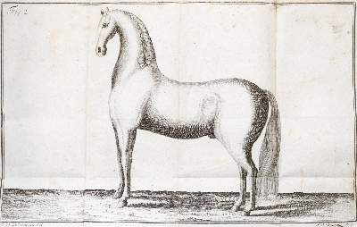Bild Nr.1: 138-1793 Zehentner,J.C.: (Zoologie, Pferde)