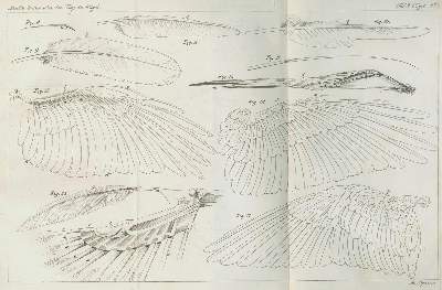 Bild Nr.2: 138-1795 Prechtl,J.J.: (Zoologie)