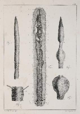 Bild Nr.1: 138-1796 Morren,C.F.A.: (Zoologie, Regenwurm)
