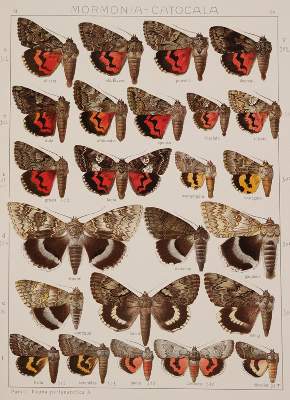 Bild Nr.1: 138-1799 Seitz,A.: (Zoologie, Schmetterlinge)