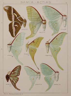 Bild Nr.2: 138-1799 Seitz,A.: (Zoologie, Schmetterlinge)