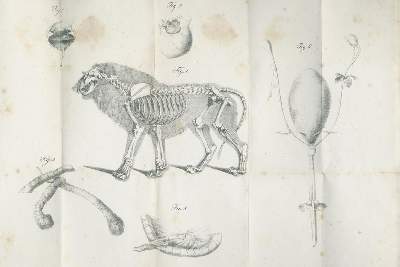 Bild Nr.2: 138-1804 Beyträge: (Zoologie, Tiger)