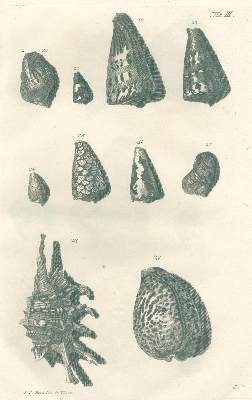 Bild Nr.2: 138-1805 Valentyn,F.: (Zoologie)