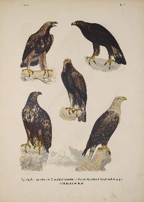 Bild Nr.1: 138-1807 Fritsch,A.: (Zoologie, Vögel)
