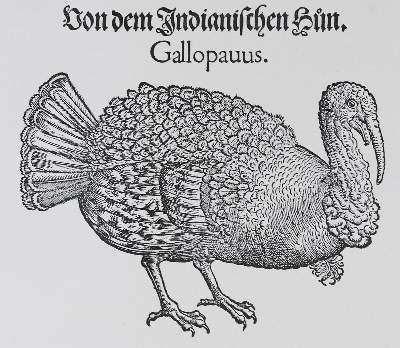 Bild Nr.2: 138-1808 Gessner,C.: (Zoologie, Vögel)