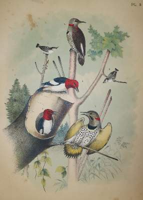 Bild Nr.1: 138-1810 Jasper,T.: (Zoologie, Vögel)
