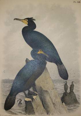 Bild Nr.2: 138-1810 Jasper,T.: (Zoologie, Vögel)