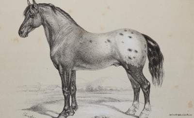 Bild Nr.1: 138-1815 Wachtler,G.v.: (Zoologie)