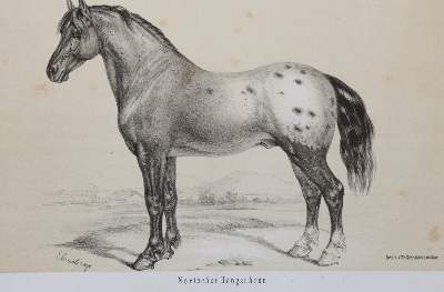 Bild Nr.3: 138-1815 Wachtler,G.v.: (Zoologie)