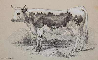 Bild Nr.4: 138-1815 Wachtler,G.v.: (Zoologie)