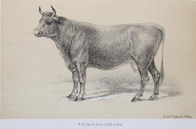 Bild Nr.5: 138-1815 Wachtler,G.v.: (Zoologie)