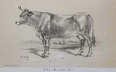 Bild Nr.6: 138-1815 Wachtler,G.v.: (Zoologie)