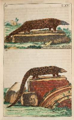 Bild Nr.1: 138-1816 (Wilhelm,G.T.).: (Zoologie)