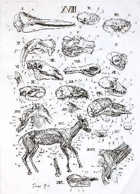 Bild Nr.2: 138-1817 (Carus,C.G.: (Zoologie, Zootomie)
