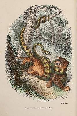 Bild Nr.1: 138-1888 Blanchard,P.: (Verschiedene Gebiete - Varia)