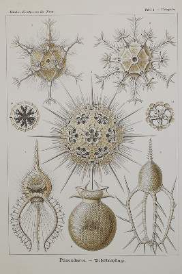 Bild Nr.1: 138-1963 Haeckel,E.: (Verschiedene Gebiete - Varia)