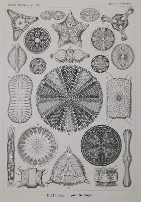 Bild Nr.2: 138-1963 Haeckel,E.: (Verschiedene Gebiete - Varia)