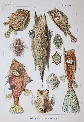 Bild Nr.4: 138-1964 Haeckel,E.: (Verschiedene Gebiete - Varia)