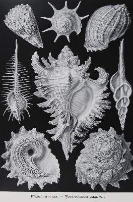 Bild Nr.5: 138-1964 Haeckel,E.: (Verschiedene Gebiete - Varia)