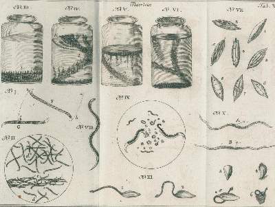 Bild Nr.3: 138-2031 Baker,H.: (Verschiedene Gebiete - Varia, Mikroskopie)