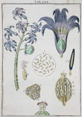 Bild Nr.1: 138-2032 Ledermüller,M.F.: (Verschiedene Gebiete - Varia, Mikroskopie)