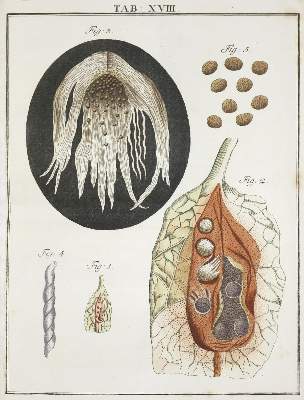 Bild Nr.4: 138-2032 Ledermüller,M.F.: (Verschiedene Gebiete - Varia, Mikroskopie)