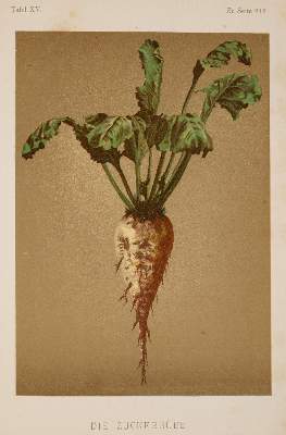 Bild Nr.1: 138-2046 Possanner,B.v.: (Verschiedene Gebiete - Varia)