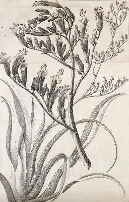Bild Nr.8: 138-2738 Cook,J.: (Verschiedene Länder - Geschichte, Südsee)