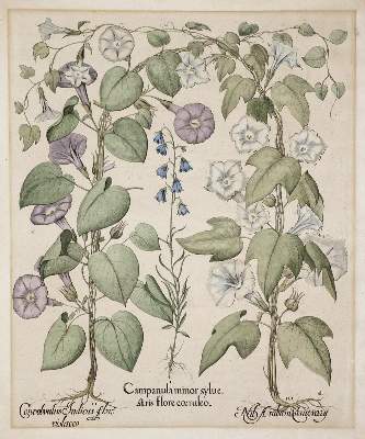 Bild Nr.1: 138-3319 Besler.: (Varia, Botanik, Besler)