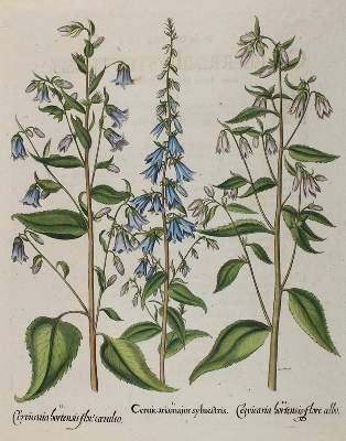 Bild Nr.1: 138-3320 Glockenblumen.: (Varia, Botanik, Besler)