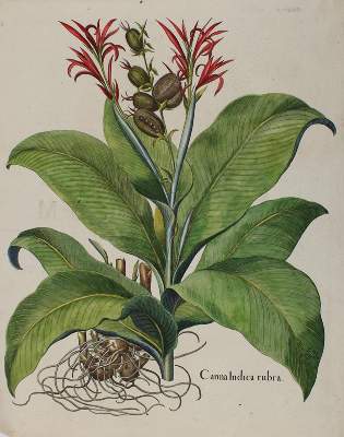 Bild Nr.1: 138-3322 Indisches Blumenrohr.: (Varia, Botanik, Besler)