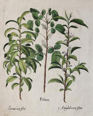 Bild Nr.1: 138-3324 Pistazie, Lorbeer, Mandel.: (Varia, Botanik, Besler)