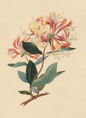 Bild Nr.1: 138-3326 Blumen.: (Varia, Botanik)